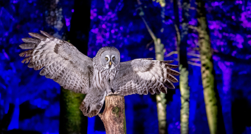 Owloween at Hawk Conservancy Trust